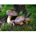 Мицелий Млечника обыкновенного / Гладыш (Lactarius trivialis)